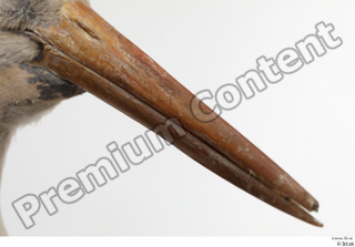 Black stork beak head 0002.jpg